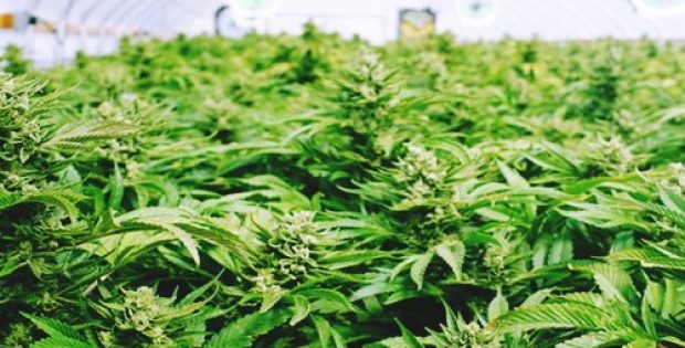 Aleafia Health agrees to buy medical cannabis
