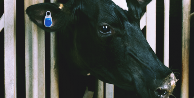 Merck to acquire animal health
