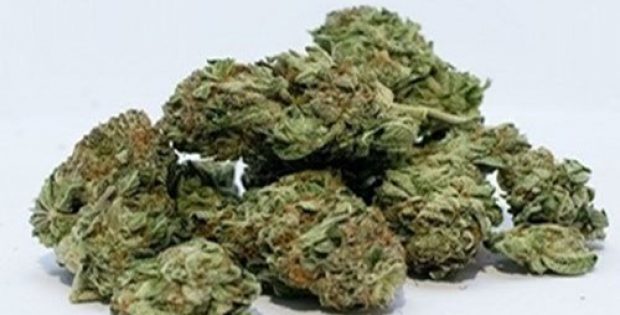 International Cannabis makes $1.2M of strategic investment in Biotii